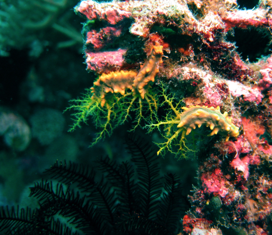  Colochirus quadrangularis   (Sea Cucumber)